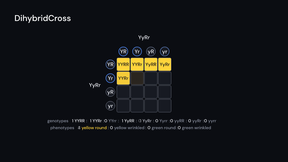 DihybridCross demo, first frame