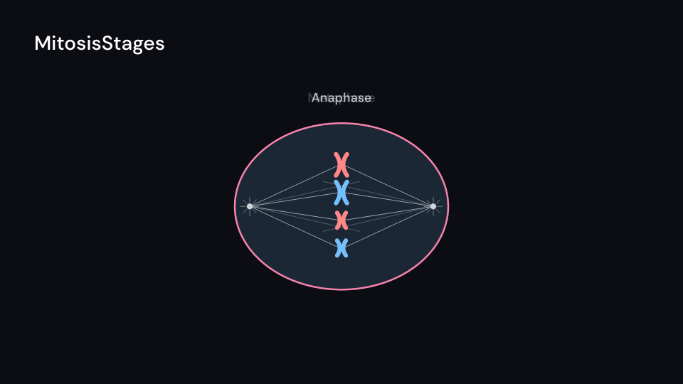 MitosisStages demo, first frame