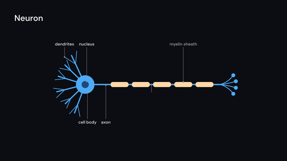 Neuron demo, first frame