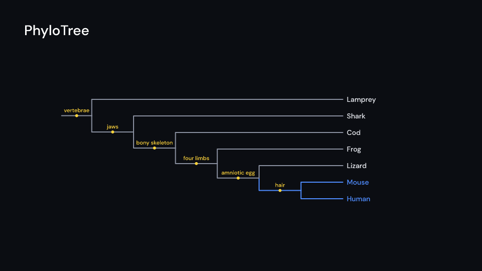 PhyloTree demo, first frame