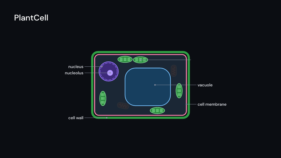 PlantCell demo, first frame