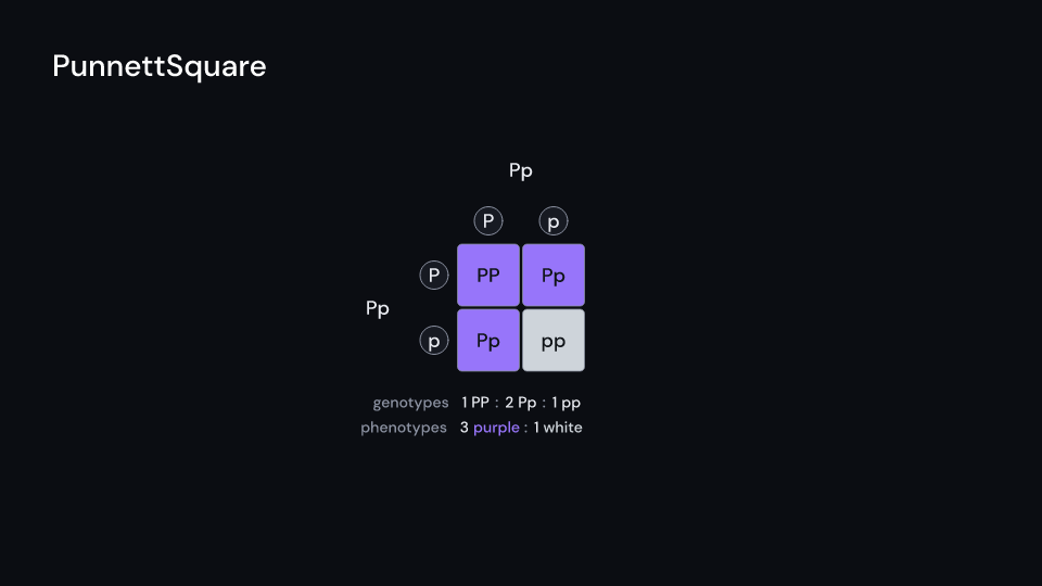 PunnettSquare demo, first frame